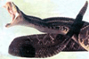 Аватар для Rattlesnake