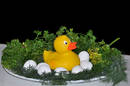 Happy duck -.