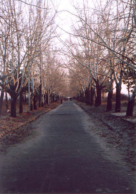       shevchenko