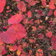 Осенняя листва | Автор: A.Denis