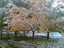  2006 ( ) 