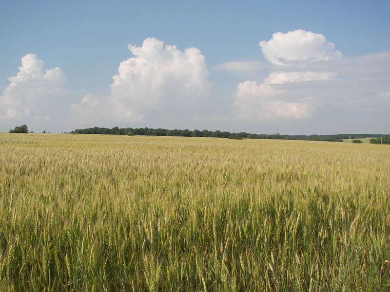 Andriivka, Novomoskovsky region  