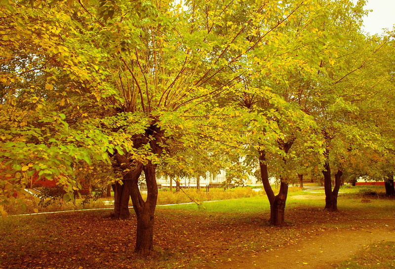   .,   
Canon 450D Kit 18-55mm IS
ISO 200
F 14
 1/15 
 -1/3 