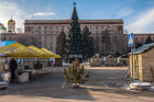 Тінь сосни