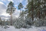 Обухівський ліс