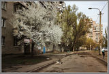 цвіте алича