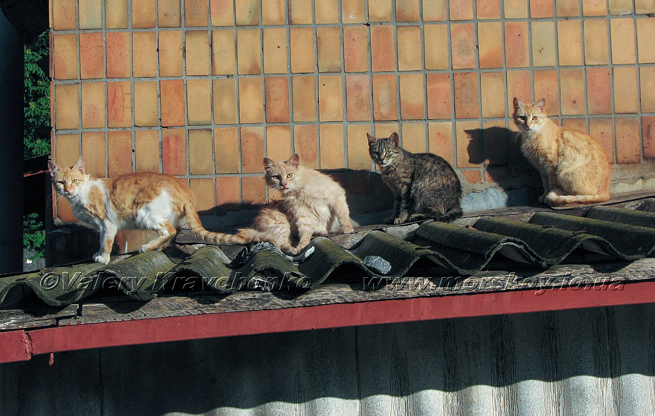 Коты в придачу :) Коты в придачу :)