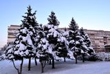 Маленький лесок