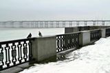 У компанії з голубами