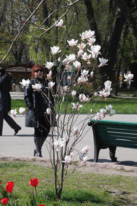 В парке расцвела магнолия! 