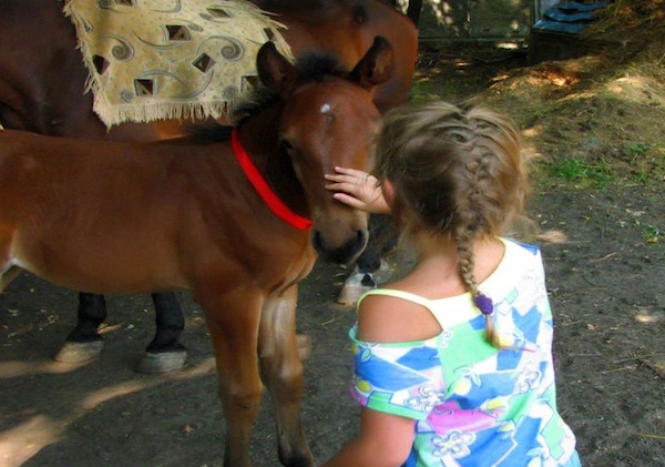      .    cheval.dp.ua       
