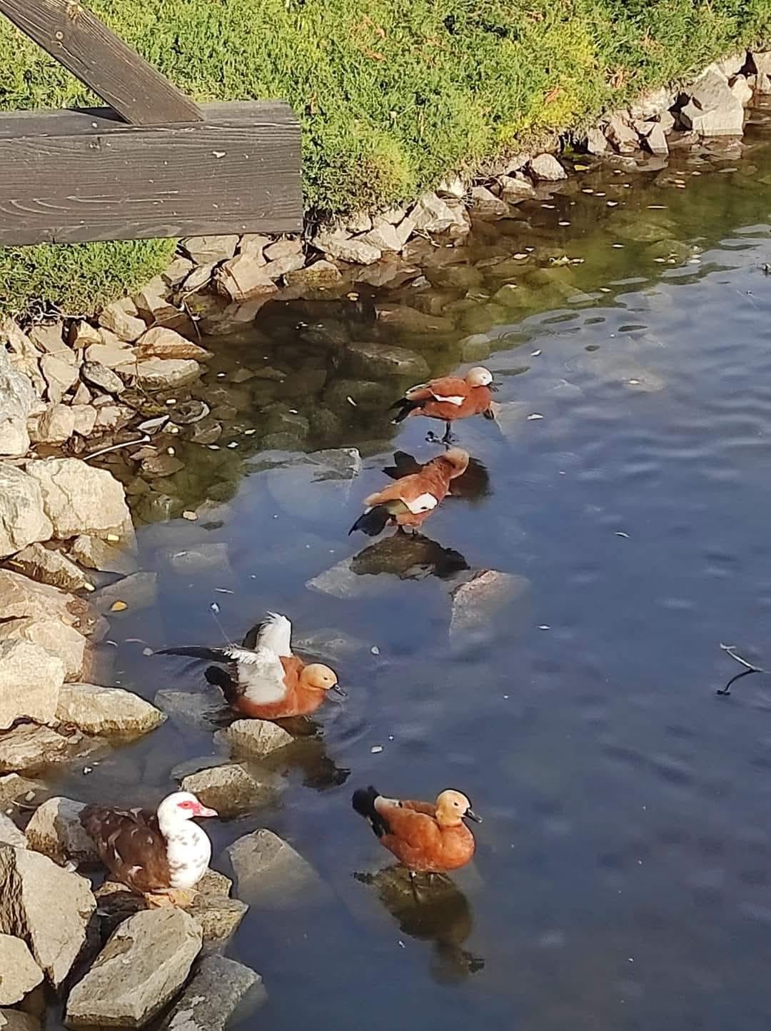   - Ѳ   -