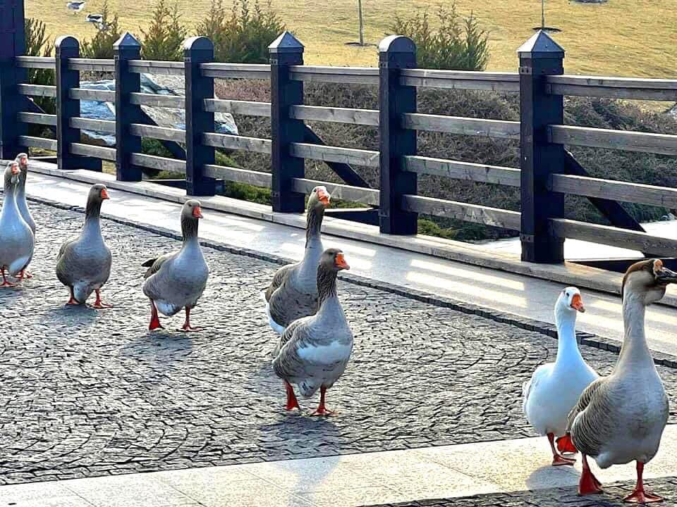   - Ѳ׻      