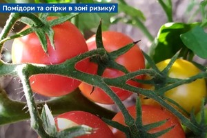 Помідори та огірки в зоні ризику: дніпровський агроексперт розповів, чого очікувати від майбутнього врожаю