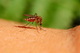 Укус комара може обернутися захворюванням на дирофіляріоз: на Дніпропетровщині вже зареєстровано такий випадок