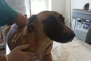 У Дніпрі лікуюють собаку та її цуценят, травмованих під час ракетного удару