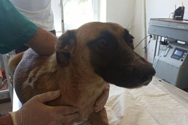 В Днепре лечат собаку и ее щенков, травмированных во время ракетного удара