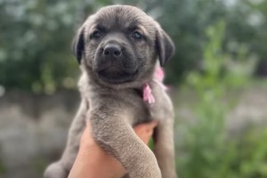 У Дніпрі жорстоко вбили вісьмох цуценят: що кажуть у поліції