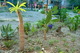 Пальми, кактуси, алое – у Дніпрі висадили тропічний сад