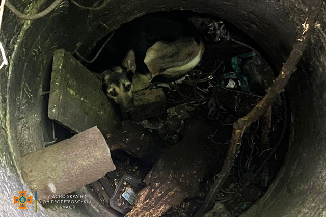 Дніпровські рятувальники звільнили собаку з пастки