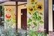 Неймовірна краса: у Дніпрі на ж/м Перемога на стінах під’їздів ожили квіти