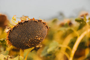 На Дніпропетровщині зібрали третину врожаю соняшника