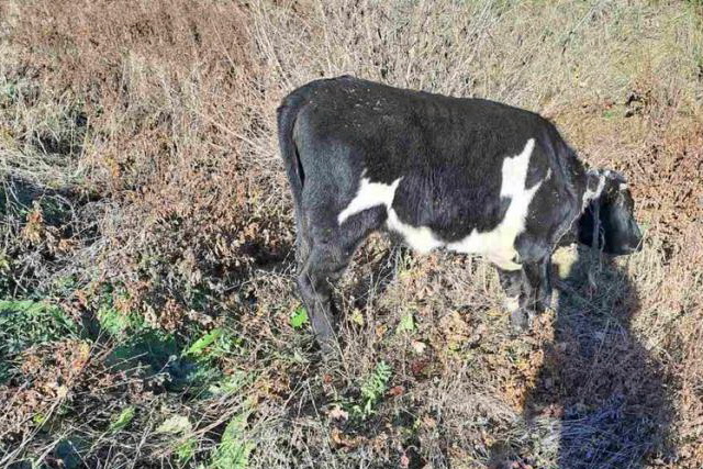 На Днепропетровщине фермер мучит более 20 коров