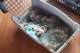 На криворіжанку відкрили кримінальну справу за смерть 8 кошенят